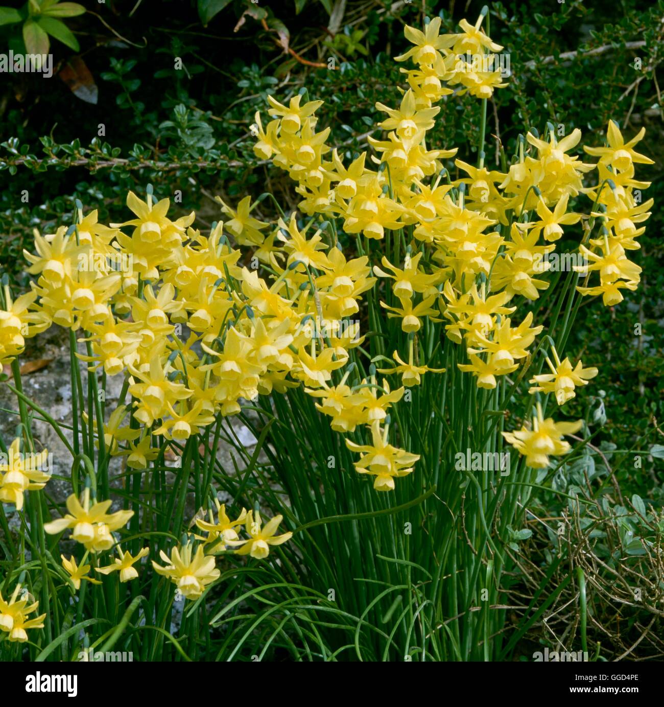 Daffodil narcissus hawera hires stock photography and images Alamy